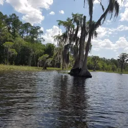 Osceola National Forest - Lake City