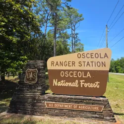 Osceola National Forest - Lake City