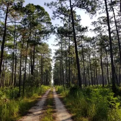 Osceola National Forest - Lake City