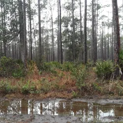 Osceola National Forest - Lake City