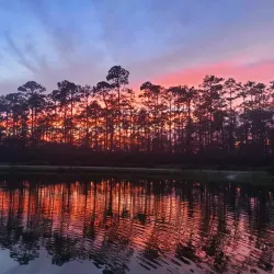 Osceola National Forest - Lake City