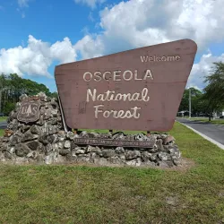 Osceola National Forest - Lake City
