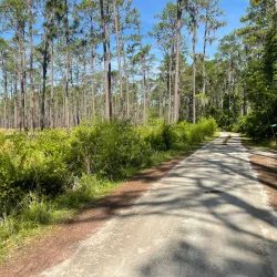 Osceola National Forest - Lake City