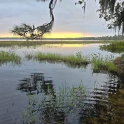 Osceola National Forest - Lake City