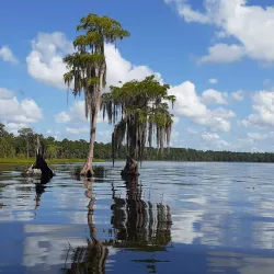Osceola National Forest - Lake City