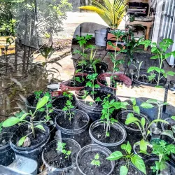 Lake Worth Beach - Lake Worth