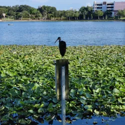 Lake Mirror Park - Lakeland