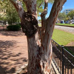 Munn Park Historic District - Lakeland