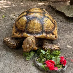 Crane Point Hammock Museum and Nature Trail - Marathon