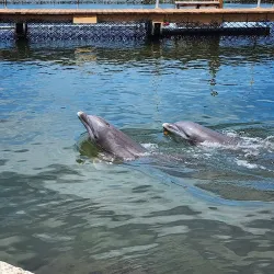 Dolphin Research Center - Marathon