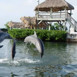 Dolphin Research Center - Marathon