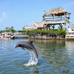 Dolphin Research Center - Marathon