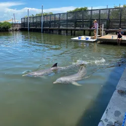 Dolphin Research Center - Marathon