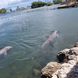 Dolphin Research Center - Marathon