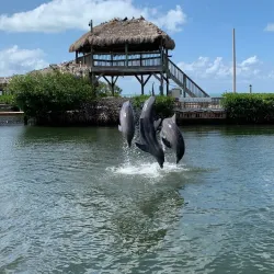 Dolphin Research Center - Marathon