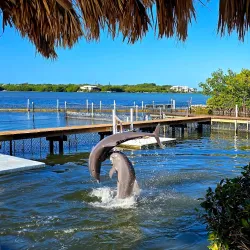 Dolphin Research Center - Marathon