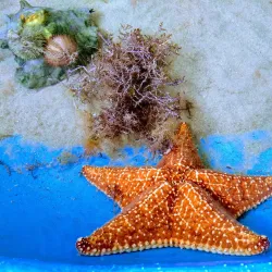 Florida Keys Aquarium Encounters - Marathon