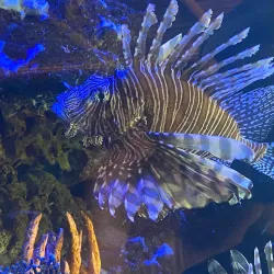 Florida Keys Aquarium Encounters - Marathon