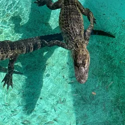 Florida Keys Aquarium Encounters - Marathon