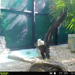 Marathon Wild Bird Center - Marathon