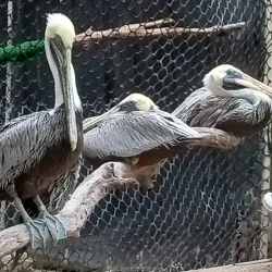 Marathon Wild Bird Center - Marathon