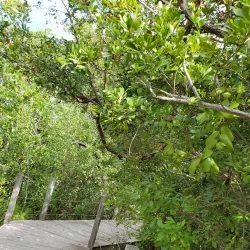 Marathon Wild Bird Center - Marathon