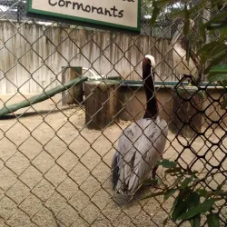 Marathon Wild Bird Center - Marathon