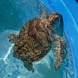 The Turtle Hospital - Marathon