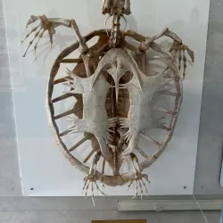 The Turtle Hospital - Marathon