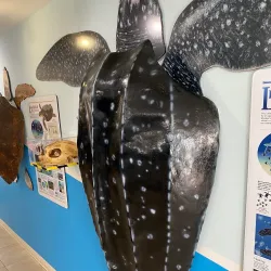 The Turtle Hospital - Marathon