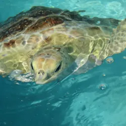 The Turtle Hospital - Marathon