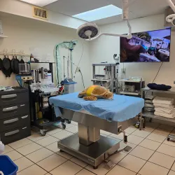 The Turtle Hospital - Marathon