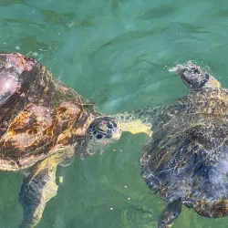 The Turtle Hospital - Marathon