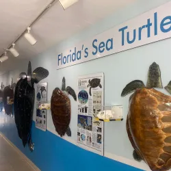 The Turtle Hospital - Marathon