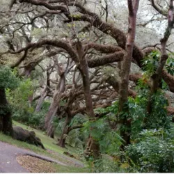 Tree Tops Park - Margate