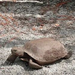 Erna Nixon Park - Melbourne