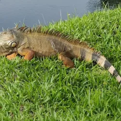 Miami Lakes Golf Club - Miami Lakes