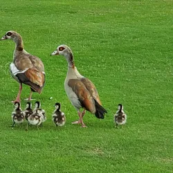 Miami Lakes Golf Club - Miami Lakes