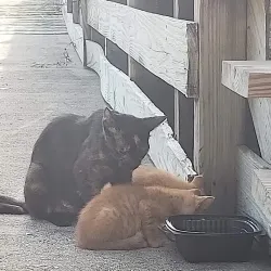 Miller Drive Park - Miami Lakes