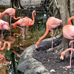 Jungle Island - Miami