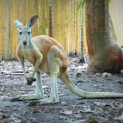 Jungle Island - Miami