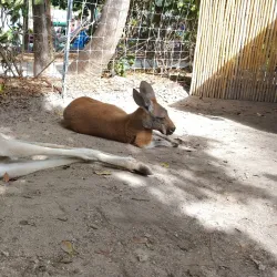 Jungle Island - Miami