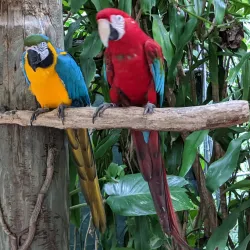 Jungle Island - Miami