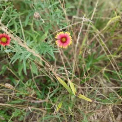 Blackwater Heritage State Trail - Milton