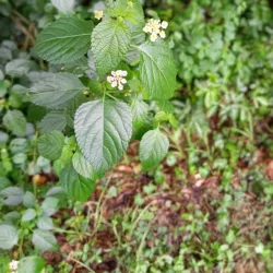 Blackwater Heritage State Trail - Milton