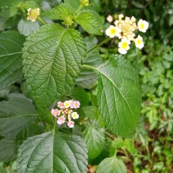 Blackwater Heritage State Trail - Milton