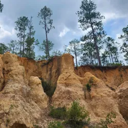 Blackwater River State Forest - Milton