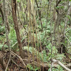 Clam Pass Park - Naples