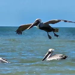 Clam Pass Park - Naples