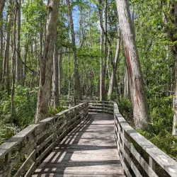 Corkscrew Swamp Sanctuary - Naples